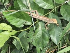 Calotes versicolor