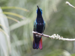 Anthracothorax nigricollis