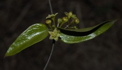 Vincetoxicum anomalum