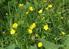 Ranunculus palaeoeuganeus