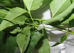 Halleria lucida