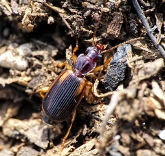 Cymindis axillaris