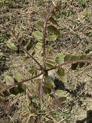 Juglans neotropica