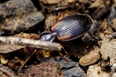 Cymindis axillaris