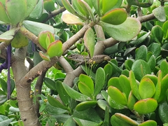 Stenocercus guentheri