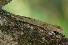 Urostrophus vautieri