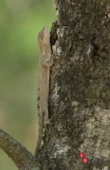 Urostrophus vautieri