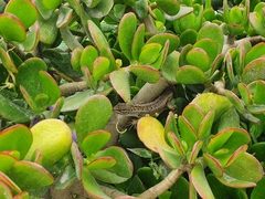 Stenocercus guentheri