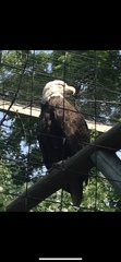 Haliaeetus