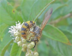 Xanthocampsomeris hesterae