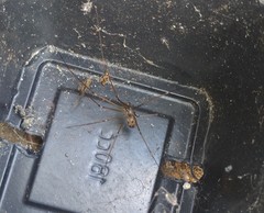 Hoplopholcus forskali