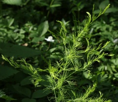 Asparagus tenuifolius