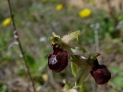 Ophrys exaltata
