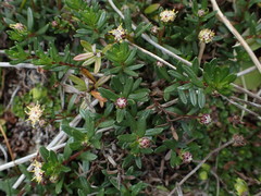 Baccharis nivalis