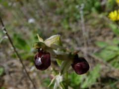 Ophrys exaltata