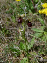 Ophrys exaltata