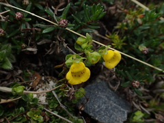 Calceolaria tenella