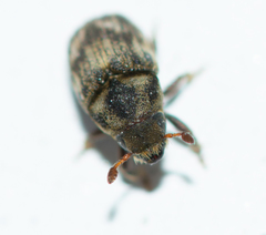 Hylesinus
