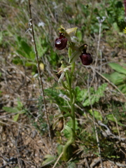 Ophrys exaltata