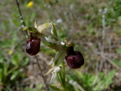 Ophrys exaltata