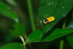 Chauliognathus missionum