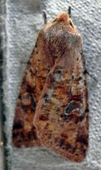 Orthosia rubescens