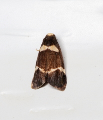 Thallarcha phalarota