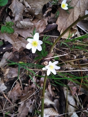 Anemonoides nemorosa