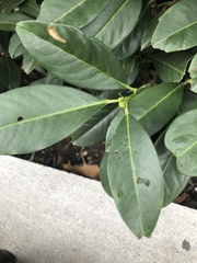 Wilsonomyces carpophilus