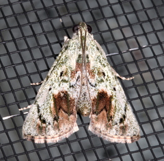 Enchesphora recurvalis