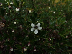 Escallonia virgata