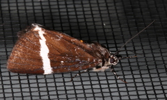 Coenotoca subaspersa