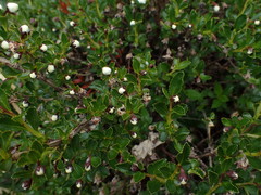Escallonia virgata