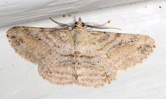 Scioglyptis lithenopa