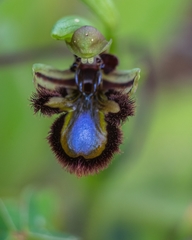 Ophrys speculum speculum