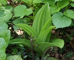 Veratrum lobelianum