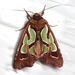 Green-blotched Moth - Photo (c) Victor W Fazio III, some rights reserved (CC BY-NC)