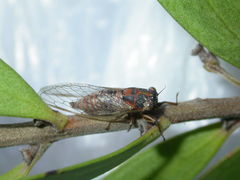 Drymopsalta daemeli