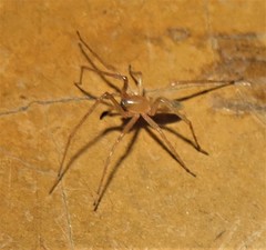 Cheiracanthium furculatum