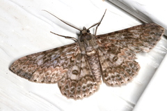 Cleora sabulata