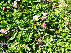 Bellis perennis