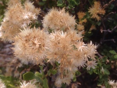 Ericameria cuneata spathulata