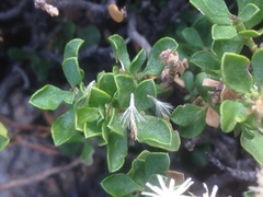 Ericameria cuneata spathulata