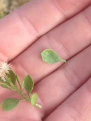 Ericameria cuneata spathulata