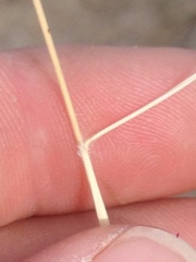 Hilaria rigida