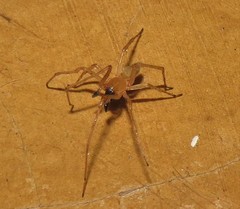 Cheiracanthium furculatum