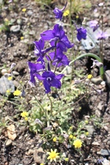 Delphinium variegatum variegatum