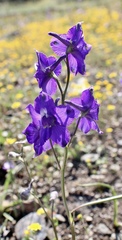 Delphinium variegatum variegatum