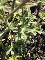 Delphinium variegatum variegatum