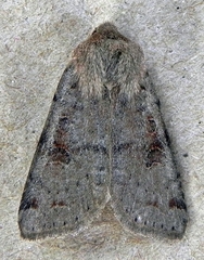 Orthosia rubescens